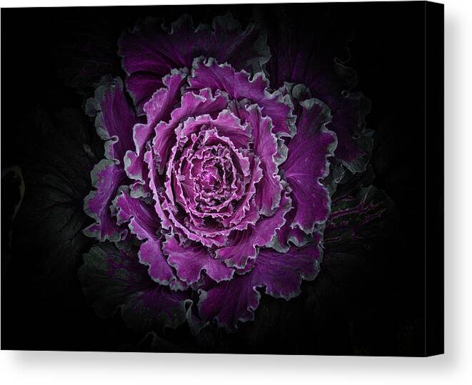 Brian Carson Canvas Print featuring the photograph Backyard Flowers No 97 Color Version by Brian Carson