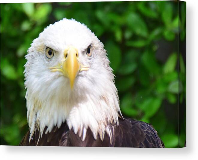 Bird Canvas Print featuring the photograph Bald Eagle Stare by Ed Stokes