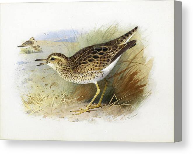 Archibald Thorburn Canvas Print featuring the drawing Bartram's Plover by Archibald Thorburn