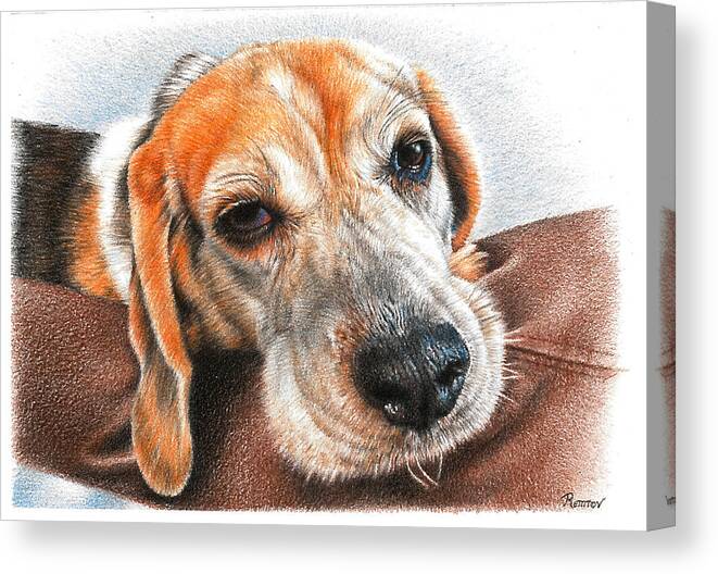 Dog Canvas Print featuring the drawing Beagle Love by Casey 'Remrov' Vormer