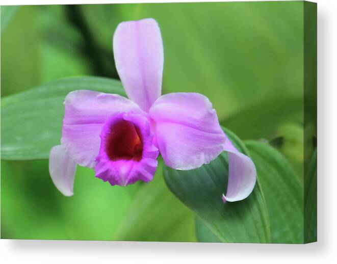 Dendrobium Superbum (anosmum) Canvas Print featuring the photograph Beautiful Orchid in the Wild by Roberta Byram