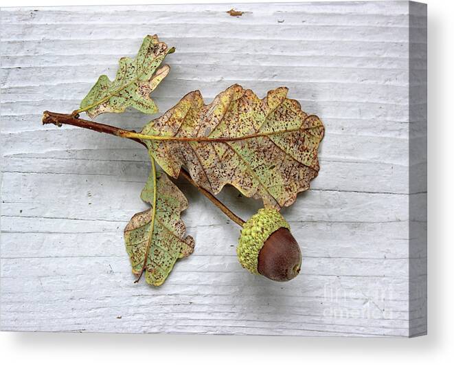 Oak Canvas Print featuring the photograph Beauty of the Fall by Karen Adams