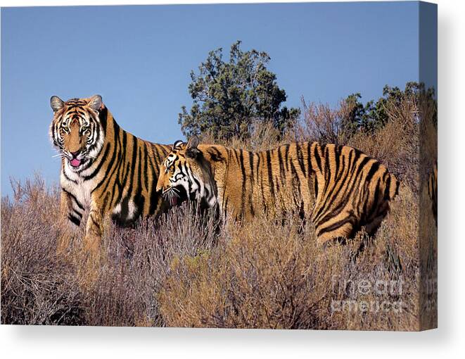 Bengal Tigers Canvas Print featuring the photograph Bengal Tigers on a Grassy Hillside by Dave Welling
