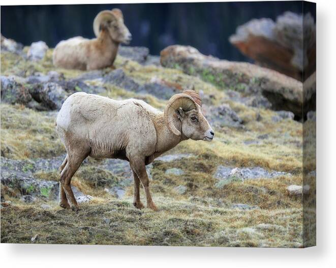 Rocky Mountain Ram Portrait Canvas Print featuring the photograph Bighorn Rams In Rocky Mountain National Park by Dan Sproul
