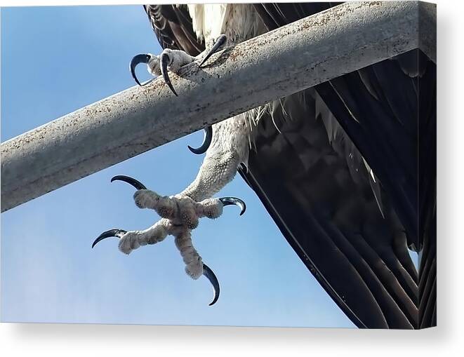 Osprey Canvas Print featuring the photograph Birds - Deadly Weapons by HH Photography of Florida