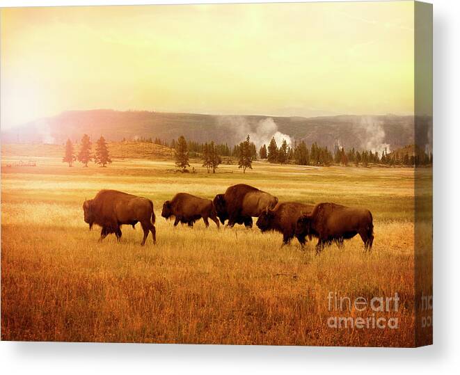 Bison Canvas Print featuring the photograph Bison in Yellowstone at sunset by Stella Levi