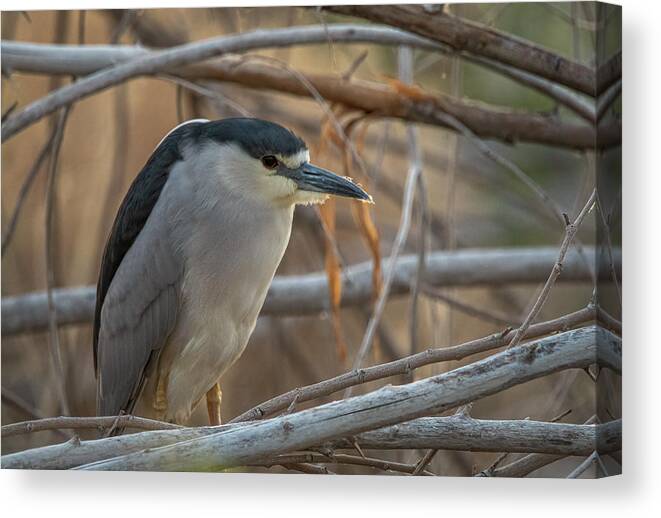 Lahontan Canvas Print featuring the photograph Black Crowned Night Heron by Rick Mosher