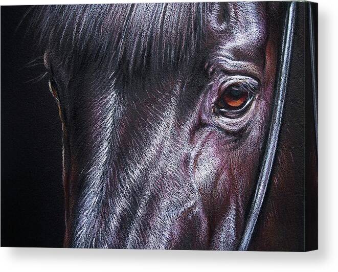 Horse Animal Portrait Equine Drawing Canvas Print featuring the drawing Black stallion by Elena Kolotusha
