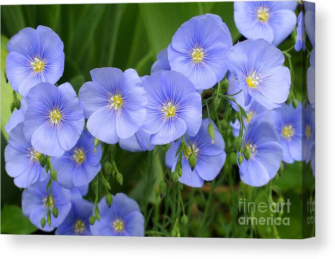 Flax Canvas Print featuring the photograph Blue Flax by Steve Augustin