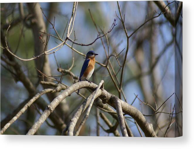  Canvas Print featuring the photograph Blue Lookout by Heather E Harman