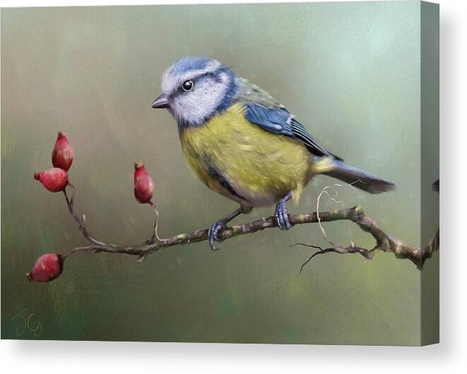 Eurasian Blue Tit Canvas Print featuring the painting Blue Tit and Rose Hips by Joe Gilronan