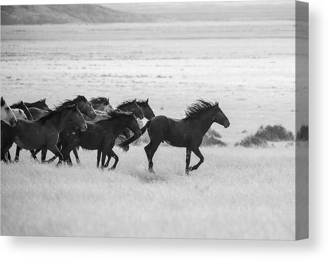  Wild Horses Canvas Print featuring the photograph BnW Run in the Wind by Dirk Johnson