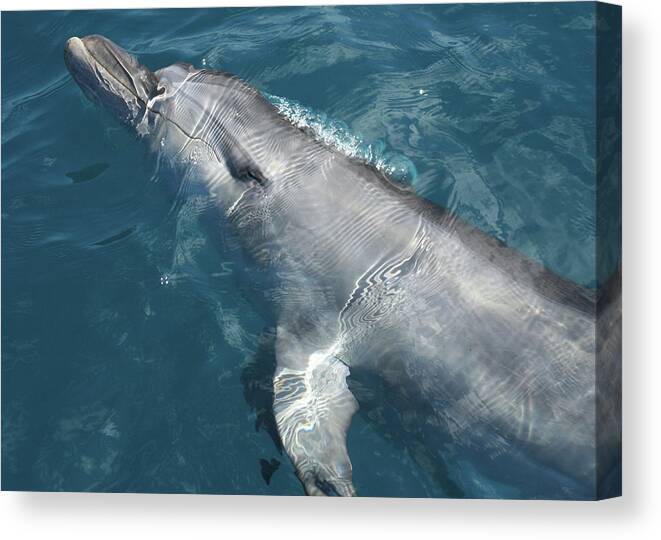 Animals Canvas Print featuring the photograph Bottlenose Dolphin riding on the Bow Wave by Maryse Jansen