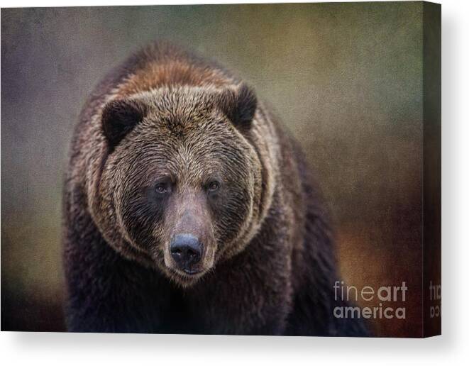 Brown Bear Canvas Print featuring the photograph Brown Bear by Eva Lechner