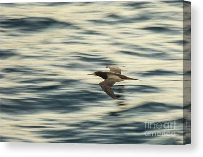 Brown Booby, Sula Leucogaster, flying over the ocean with motion Canvas  Print / Canvas Art by John Wollwerth - Pixels Canvas Prints