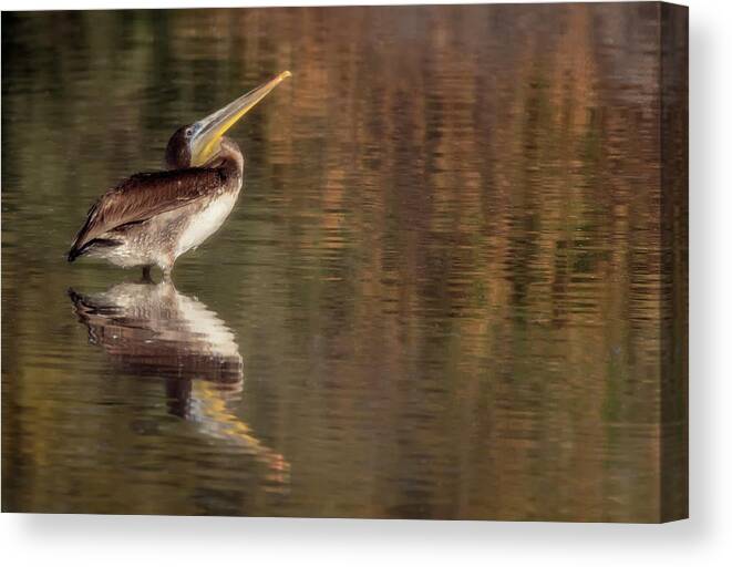 Brown Pelican Canvas Print featuring the photograph Brown Pelican 5813-011621-2 by Tam Ryan