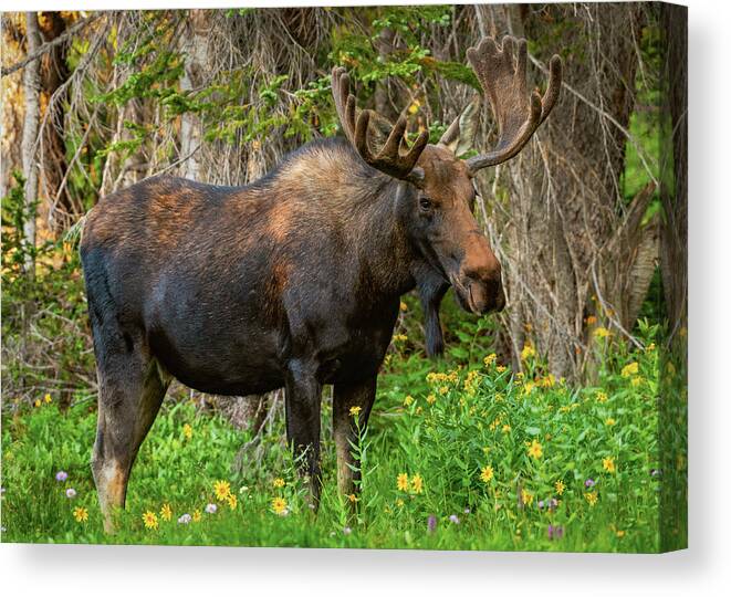 Moose Canvas Print featuring the photograph Bull Moose Strikes a Pose by Gary Kochel