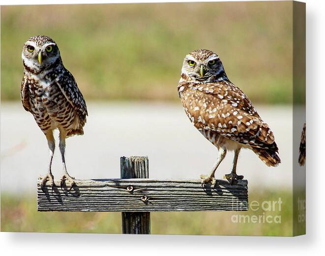 Burrowing Owl Canvas Print featuring the photograph Burrowing Owl Duo by Joanne Carey