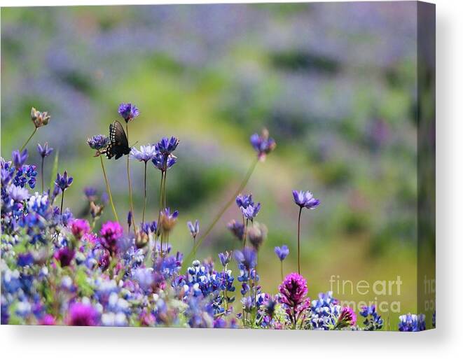 Butterflies Canvas Print featuring the photograph Butterfly and Wildflowers by Lisa Billingsley