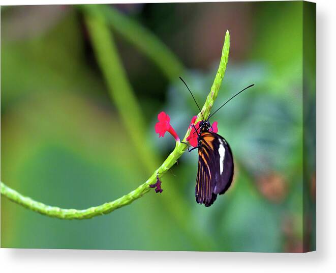 Butterfly Canvas Print featuring the photograph Butterfly on a Stalk by Bob Falcone