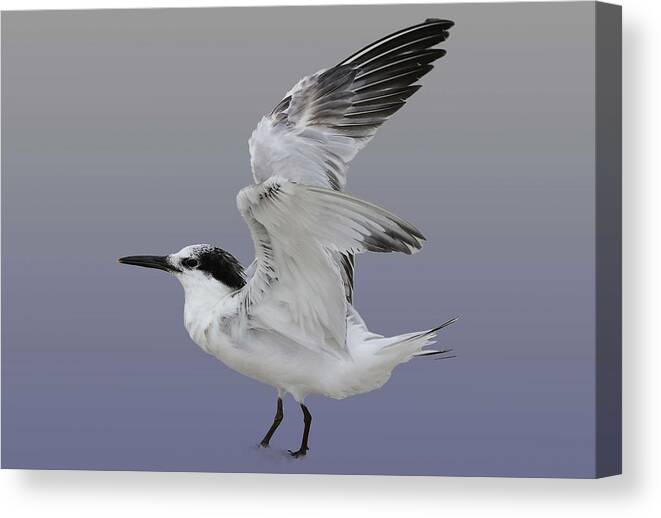 Terns Canvas Print featuring the photograph Cabot's Tern 1 by Mingming Jiang
