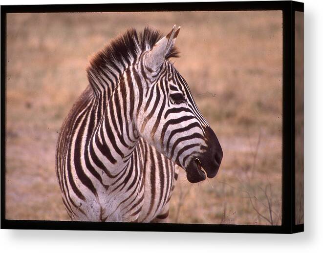 Africa Canvas Print featuring the photograph Camera Shy Zebra by Russ Considine