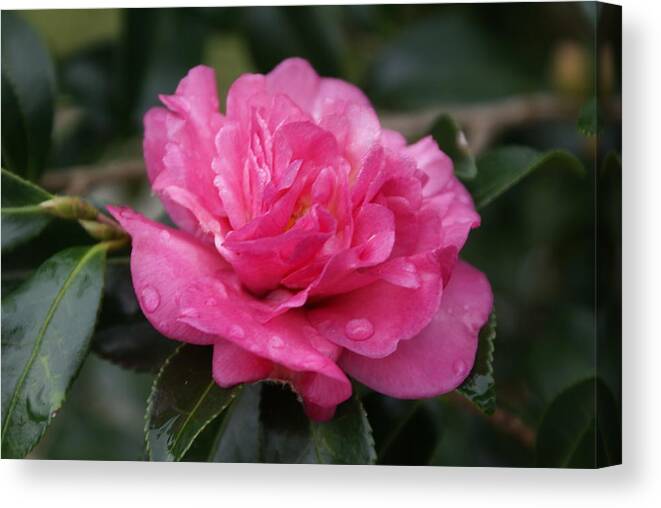  Canvas Print featuring the photograph Camilla Flower by Heather E Harman