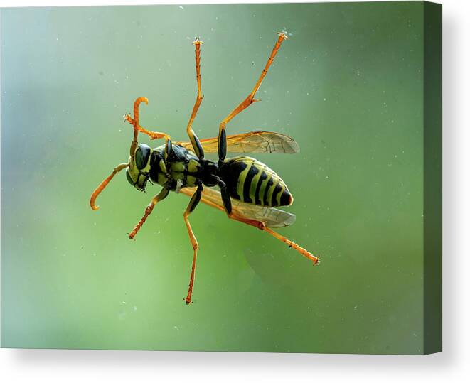 Bee Canvas Print featuring the photograph Can I Come In by Cathy Kovarik