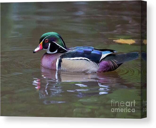Wood Duck Canvas Print featuring the photograph Carolina Duck Swimming by Eva Lechner