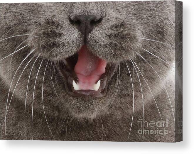 Canvas Print featuring the photograph Cat 11 by Warren Photographic