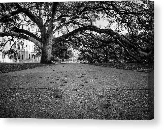 Texas A&m Canvas Print featuring the photograph Century Tree at TAMU Black and White by Trevor Parker
