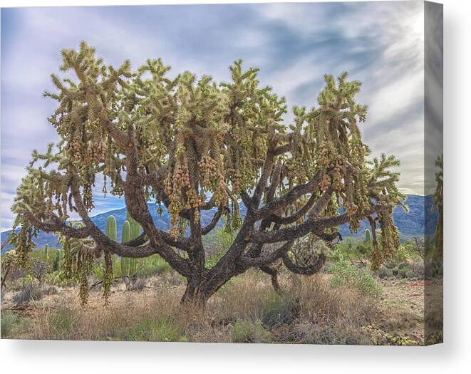 Chain-fruit Cholla Canvas Print featuring the photograph Chained-fruit Cholla by Jonathan Nguyen