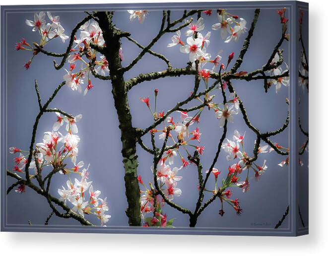 Bonnie Follett Canvas Print featuring the photograph Cherry Blossoms Illuminati by Bonnie Follett