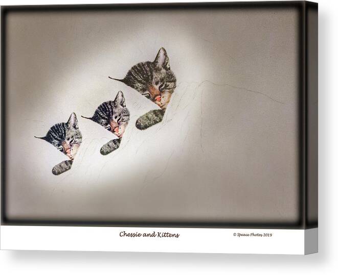 Chessie System Canvas Print featuring the photograph Chessie and Kittens by David Speace