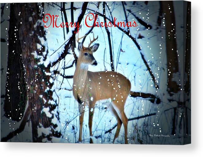 Buck Canvas Print featuring the photograph Christmas in the Woods by Mary Walchuck
