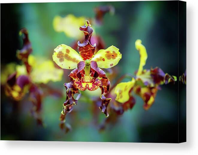 Big Cypress National Preserve Canvas Print featuring the photograph Cigar Orchid Closeup by Rudy Wilms