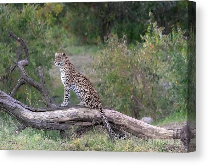 Animals Canvas Print featuring the photograph Classic Beauty by Sandra Bronstein