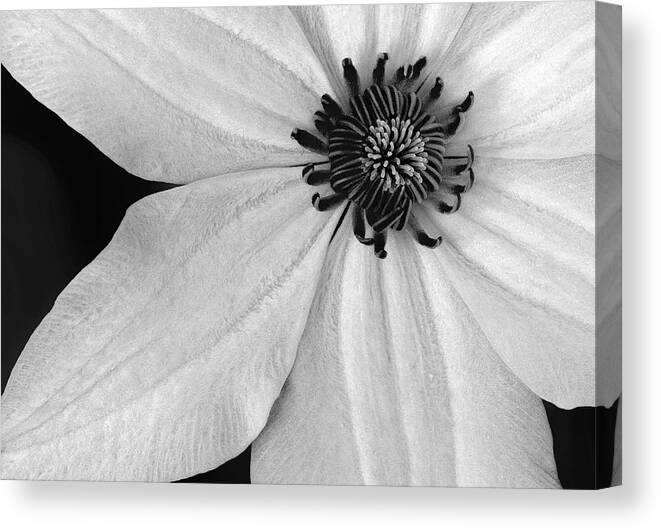 Clematis Canvas Print featuring the photograph Clematis Flower BW by Susan Candelario