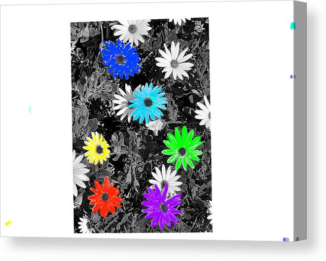 Daises Green Black Blue Yellow Purple White Colorful Selective Canvas Print featuring the digital art Colorful Daisies by Kathleen Boyles