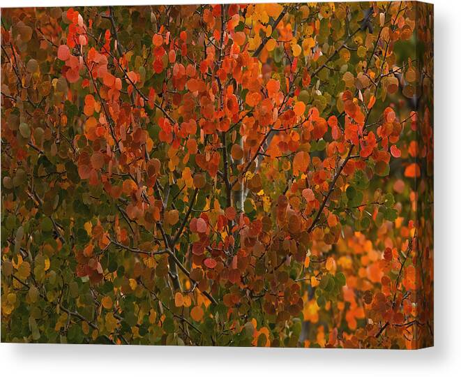 Autumn Canvas Print featuring the photograph Colors of the Aspen by Ernest Echols
