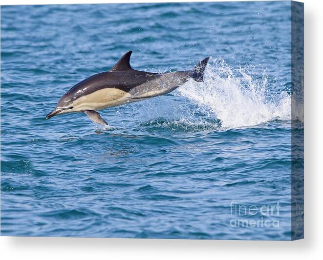 Dolphin Canvas Print featuring the photograph Common Dolphin leaping, Cornwall. by Tony Mills