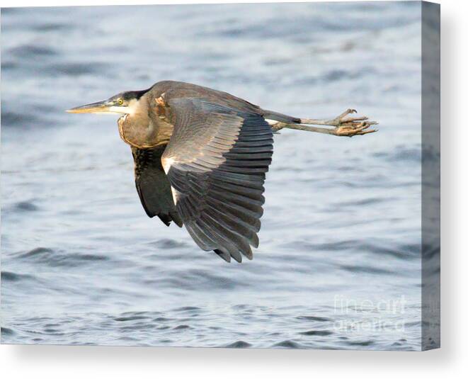 Heron Canvas Print featuring the photograph Conowingo Blue Heron In Flight by Adam Jewell