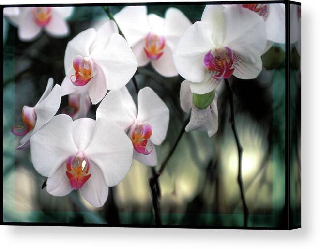 White Orchids Canvas Print featuring the photograph Convocation of Orchids by Bruce Frank