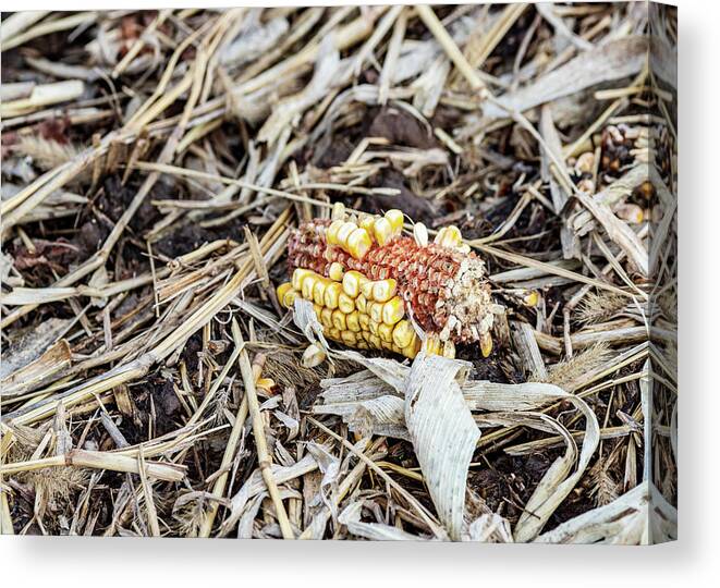 Corn Canvas Print featuring the photograph Corn in the Field by Amelia Pearn