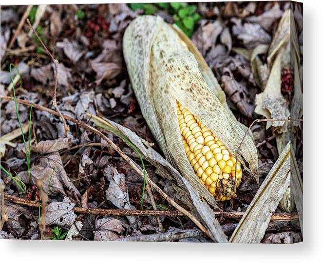 Corn Canvas Print featuring the photograph Corn on the Grounds by Amelia Pearn
