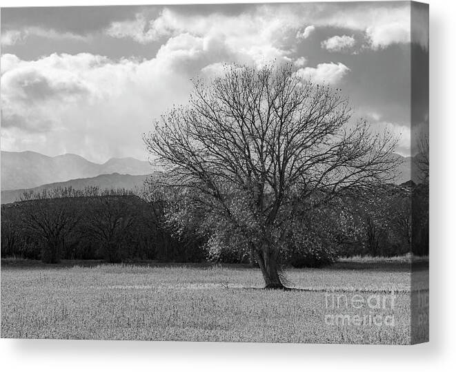 Bosque Del Apache Canvas Print featuring the photograph Cottonwood Tree by Maresa Pryor-Luzier