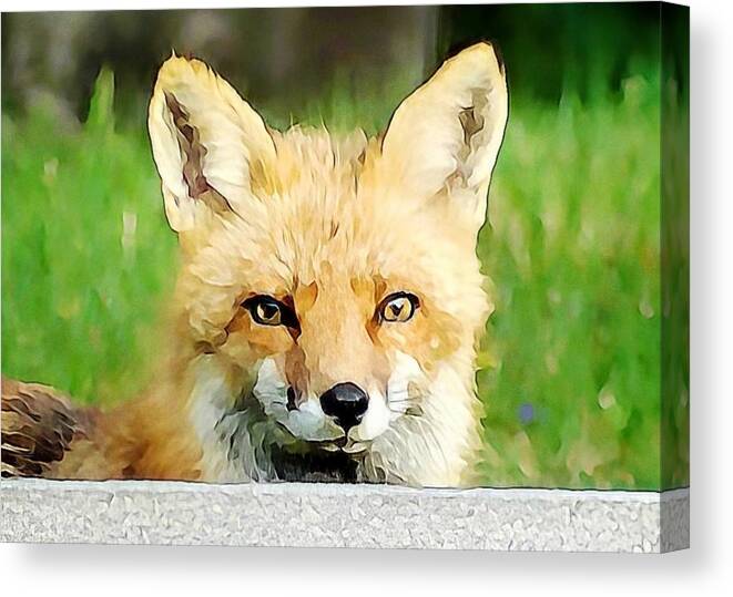 Fox Canvas Print featuring the photograph Curiouser and Curioser by Dark Whimsy