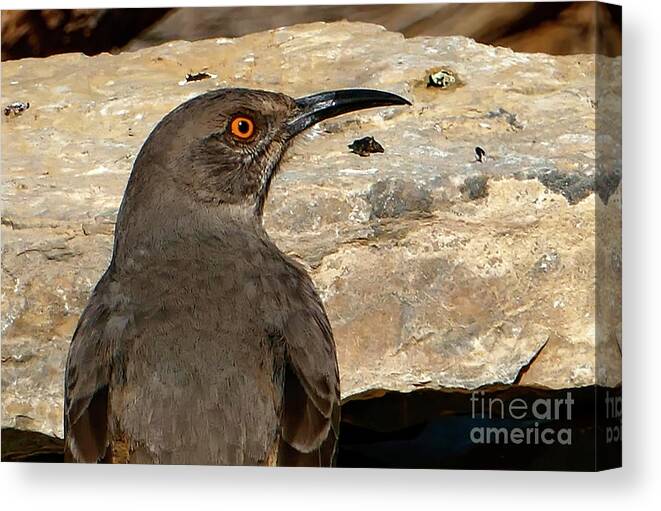 Wild Life Canvas Print featuring the photograph Curved Billed Thrasher Bird by Sandra J's