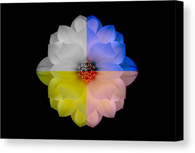 Art Canvas Print featuring the photograph Dahlia in Assorted Colors by Joan Han