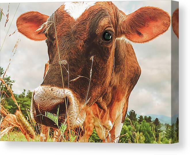 Cow Canvas Print featuring the photograph Dairy Cow by Bob Orsillo